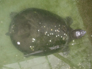 Ĉۂ